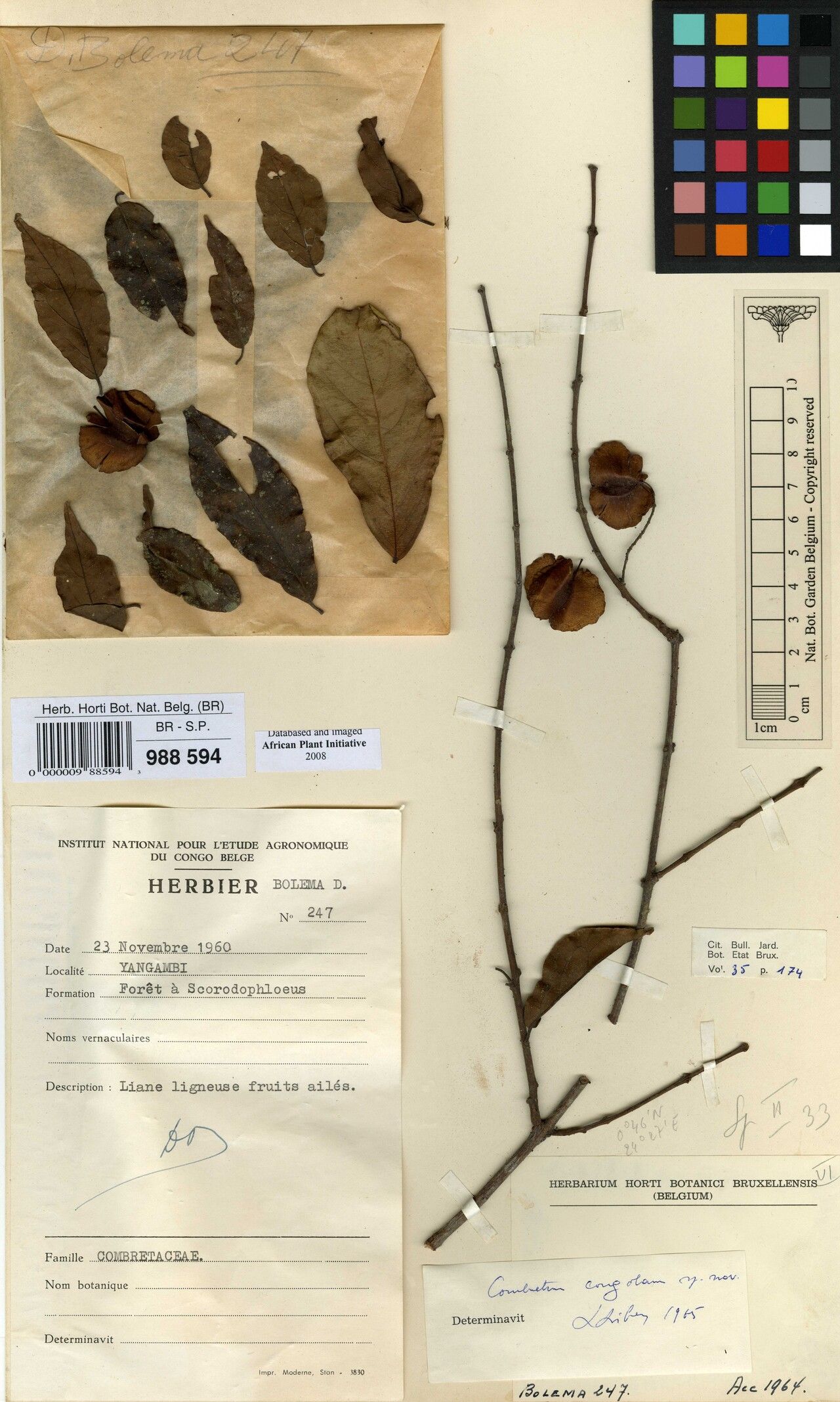 Combretum congolanum — houseplant care guide