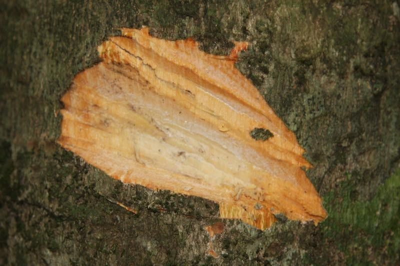 Pradosia ptychandra other