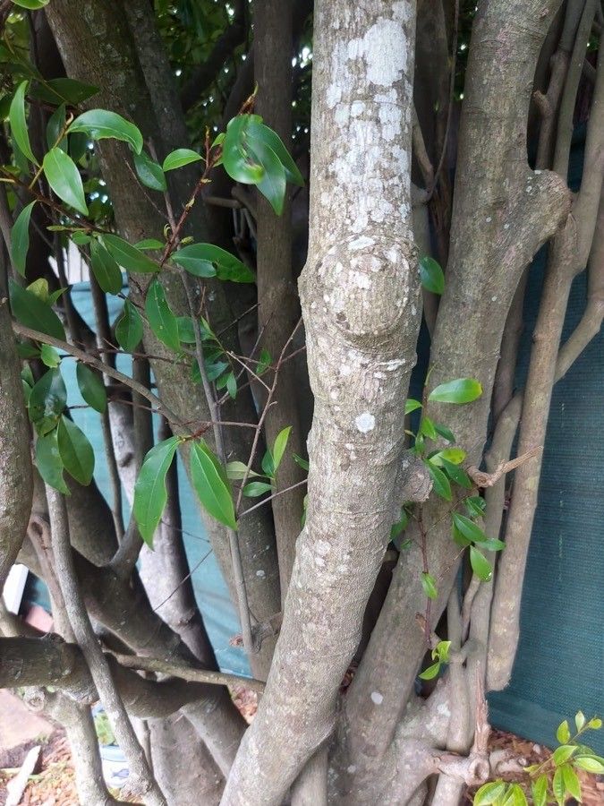 Magnolia figo bark