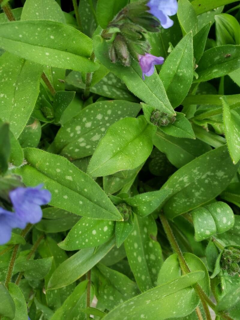 Pulmonaria angustifolia leaf