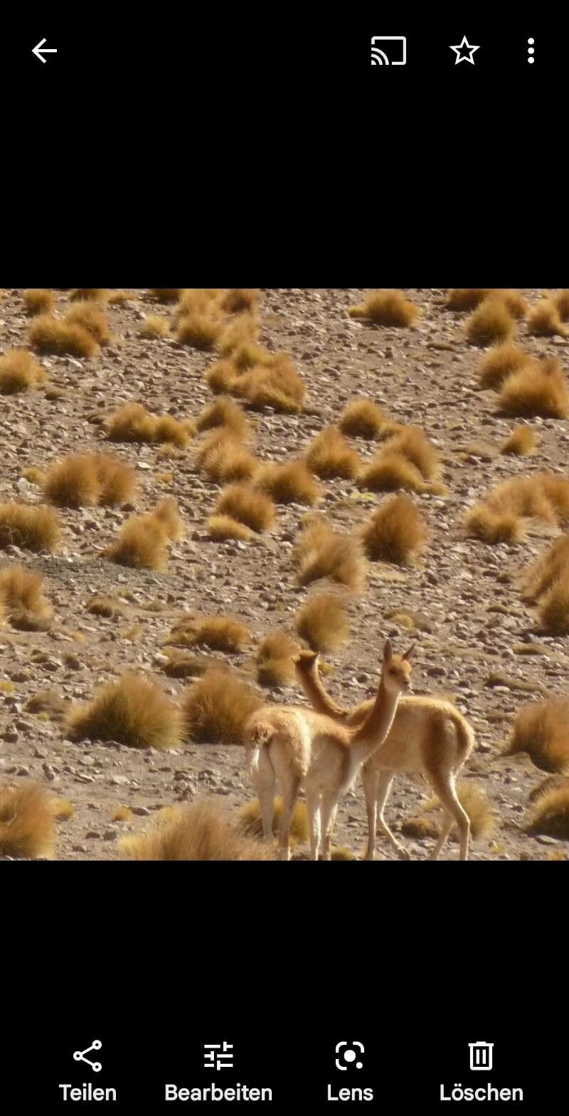 Deschampsia eminens leaf