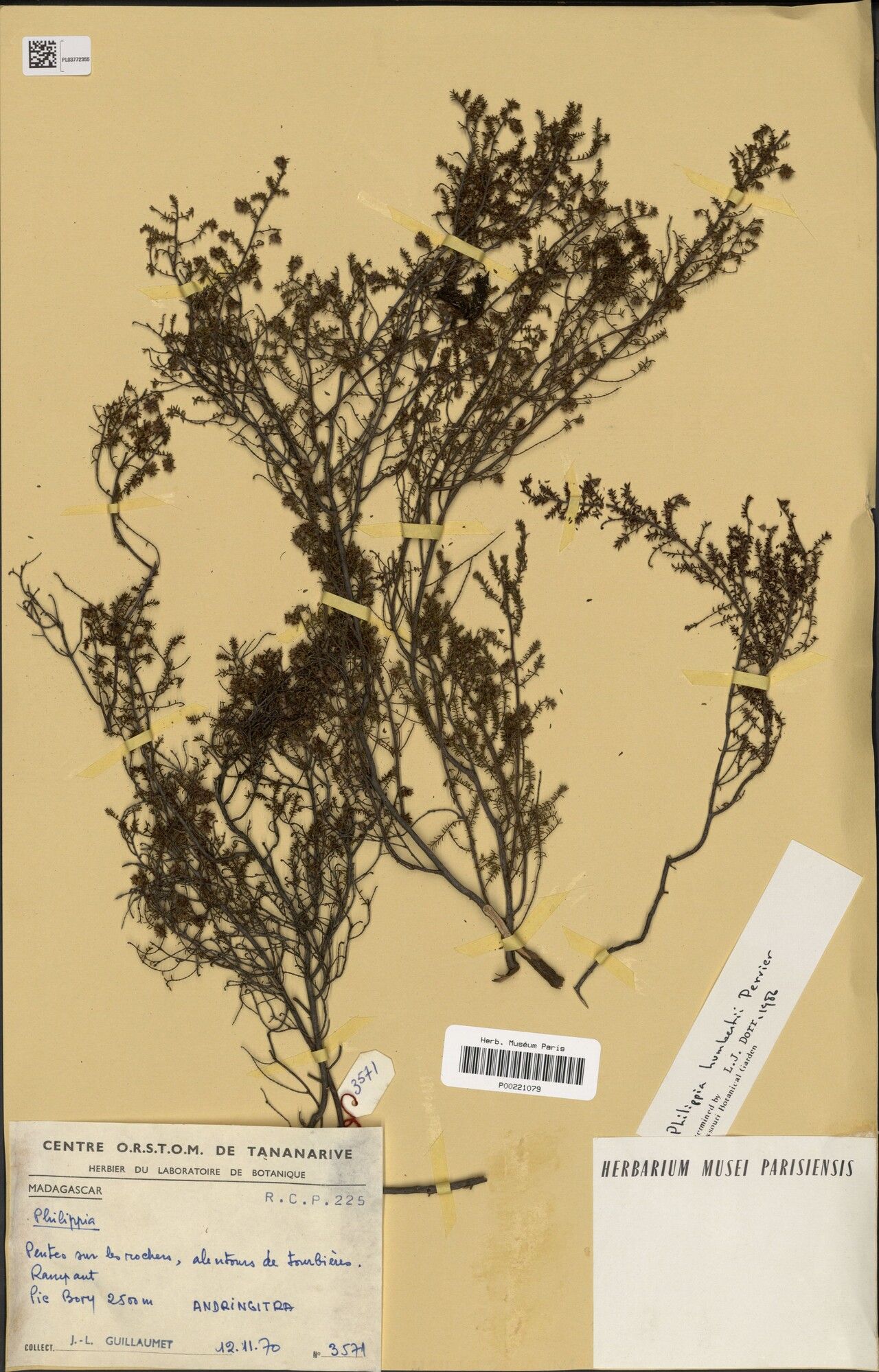 Erica humbertii — search result for 'Erica'