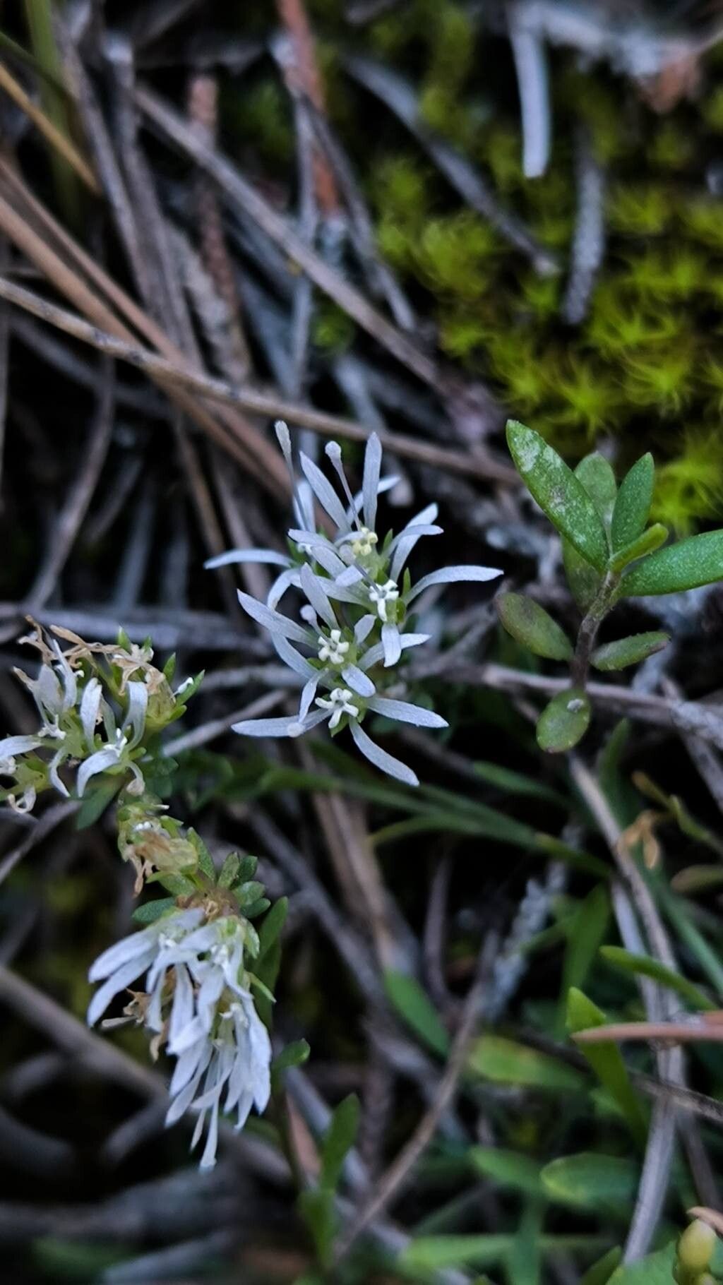 Jasione foliosa — related species from the same genus