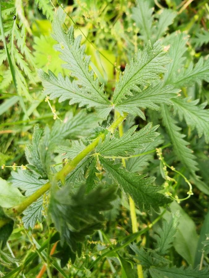 Potentilla gracilis — search result for 'Alaska'