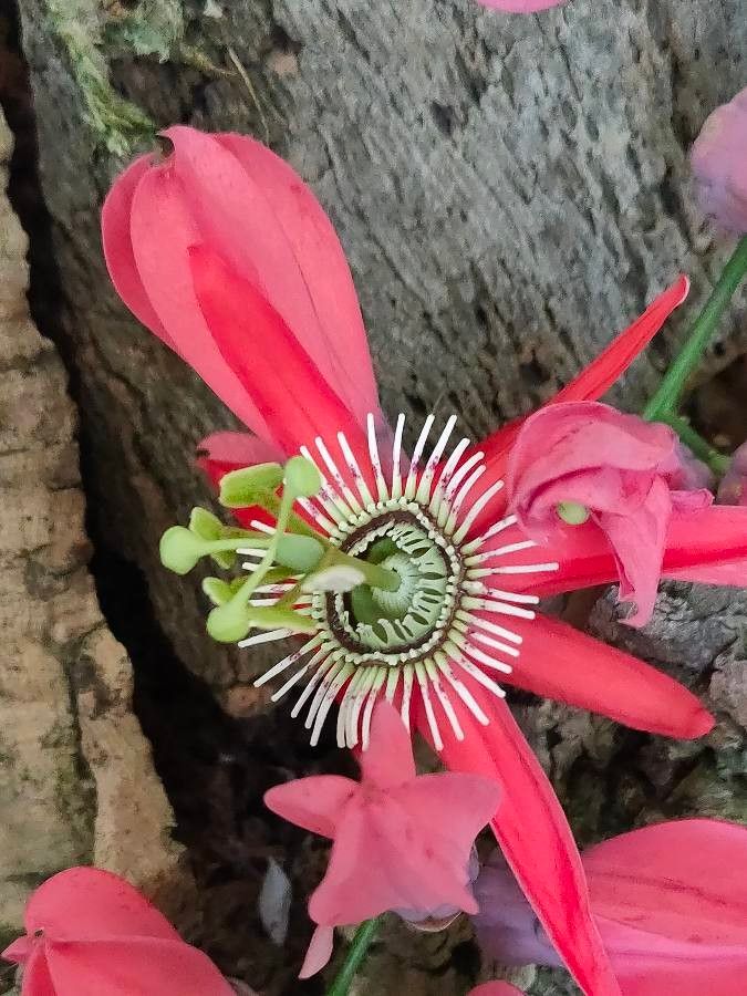 Passiflora racemosa flower