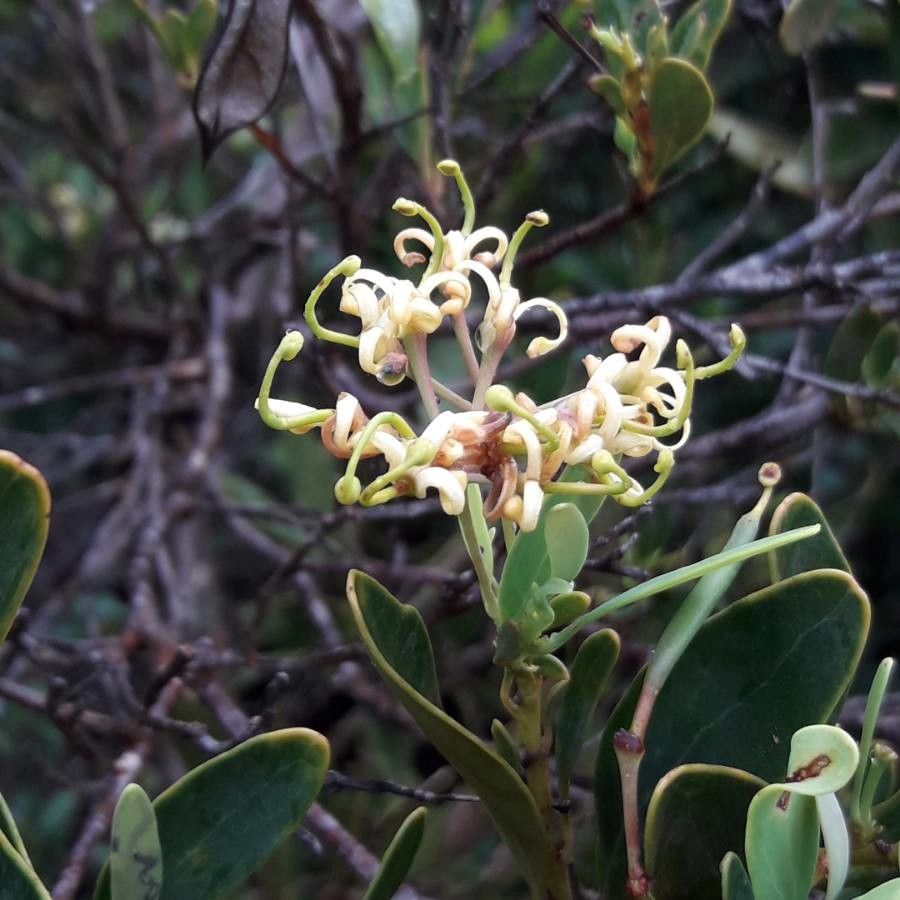 Stenocarpus milnei flower