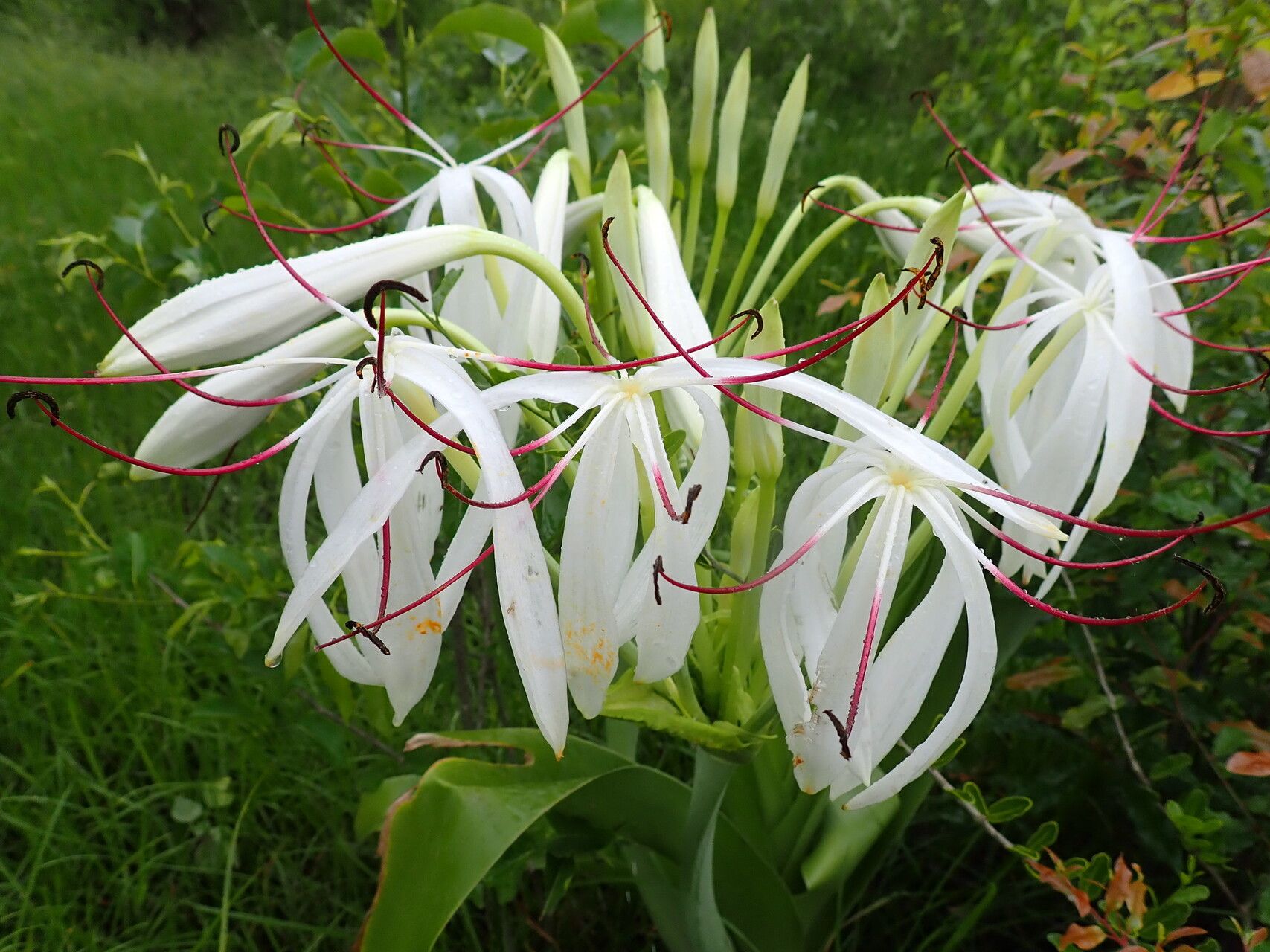 Crinum firmifolium flower