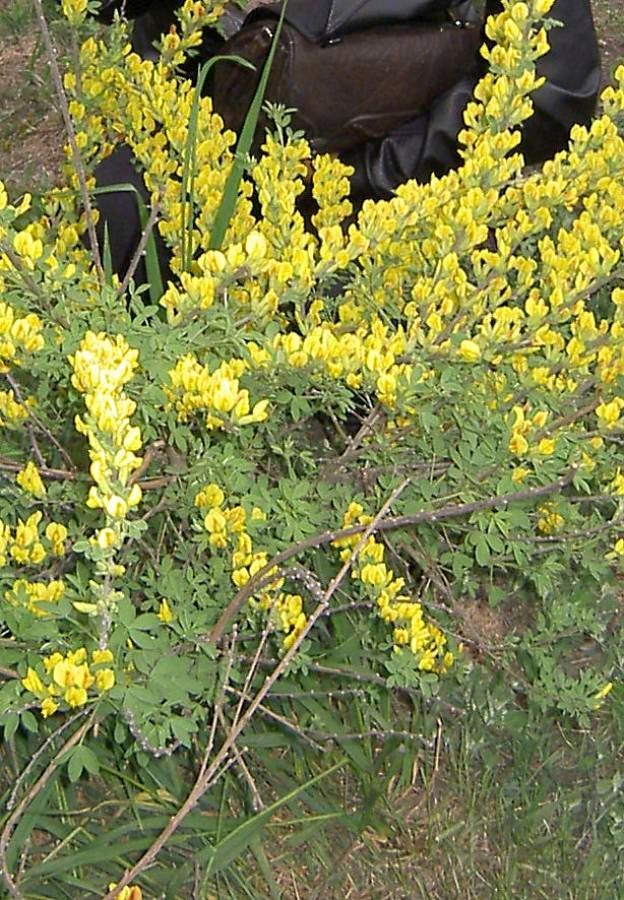 Genista stenopetala flower