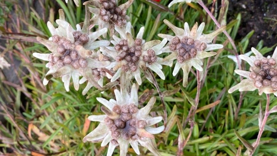 Leontopodium nivale flower