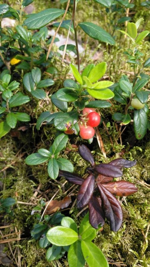 Arctostaphylos uva-ursi leaf