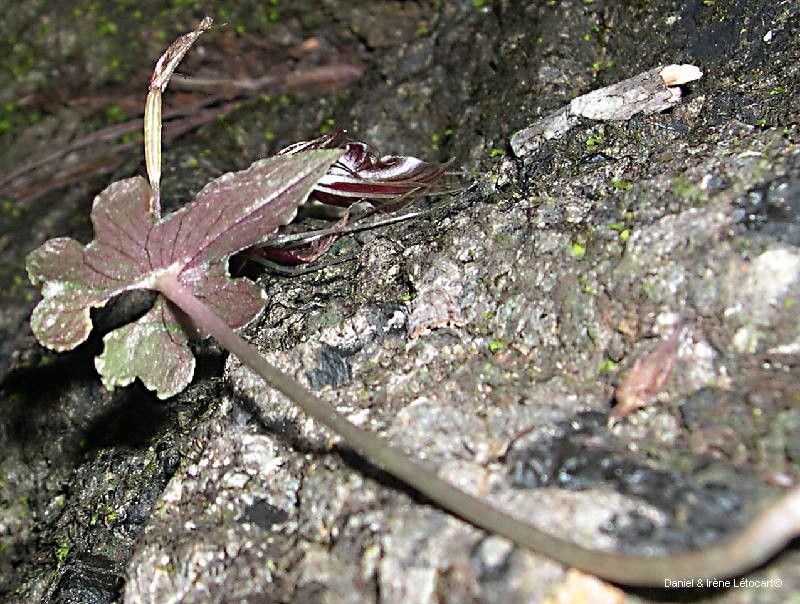 Acianthus tenellus habit