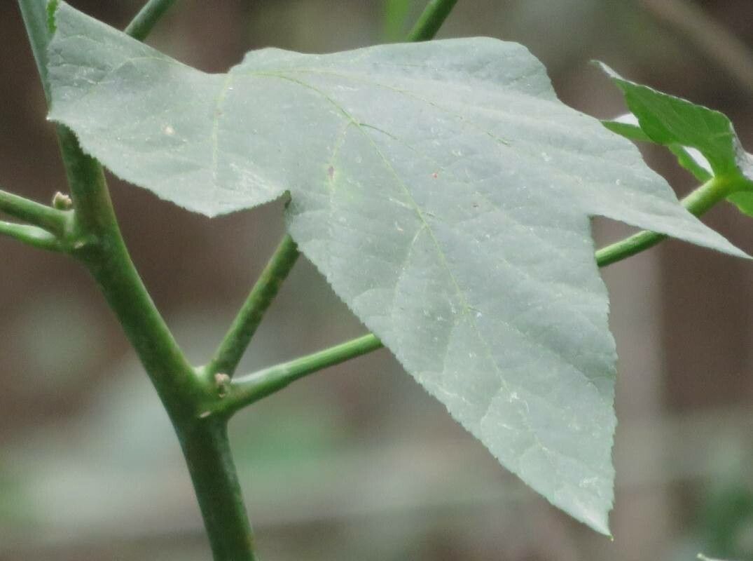 Callianthe nivea — related species from the same genus