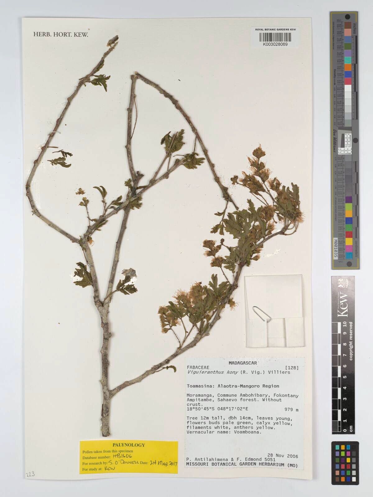 Viguieranthus kony — related species from the same genus