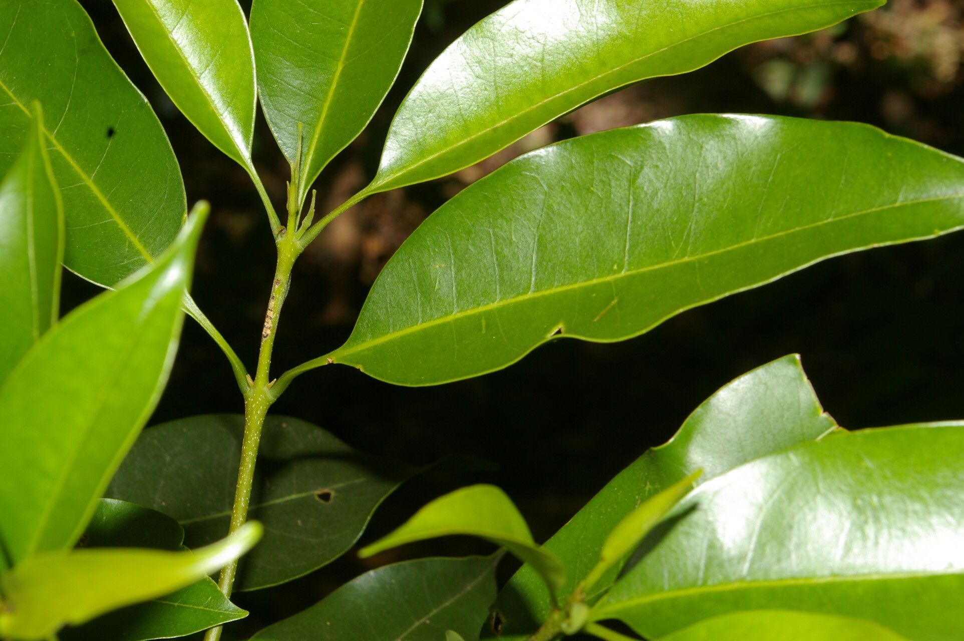 Chionanthus oblanceolatus — search result for 'Chionanthus'