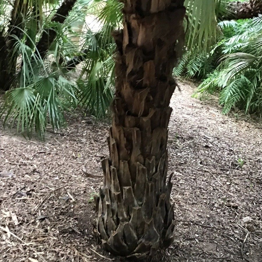 Brahea brandegeei bark