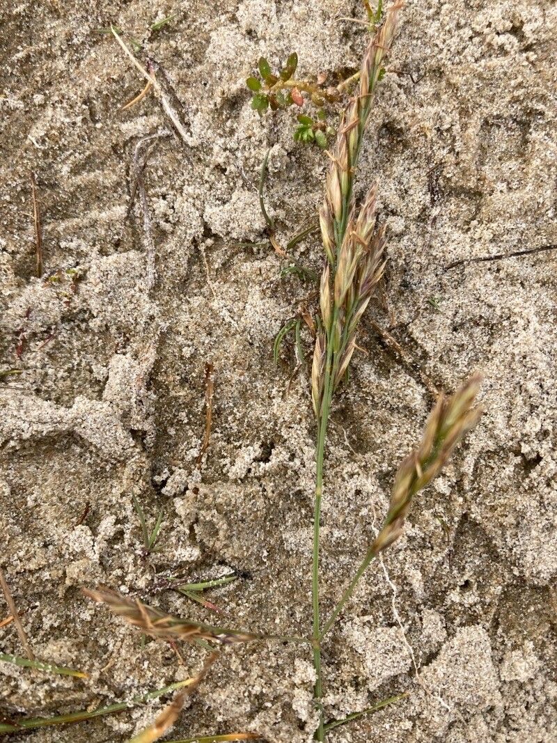 Festuca juncifolia flower