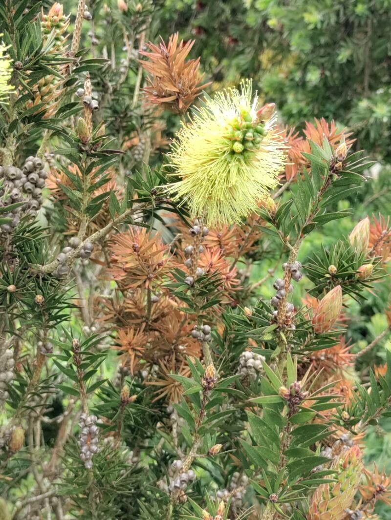 Melaleuca virens flower