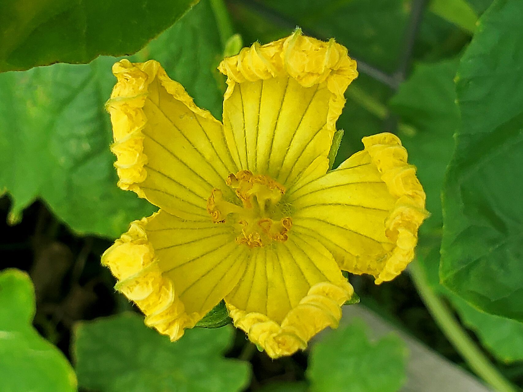 Luffa operculata flower