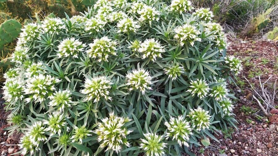 Echium brevirame flower