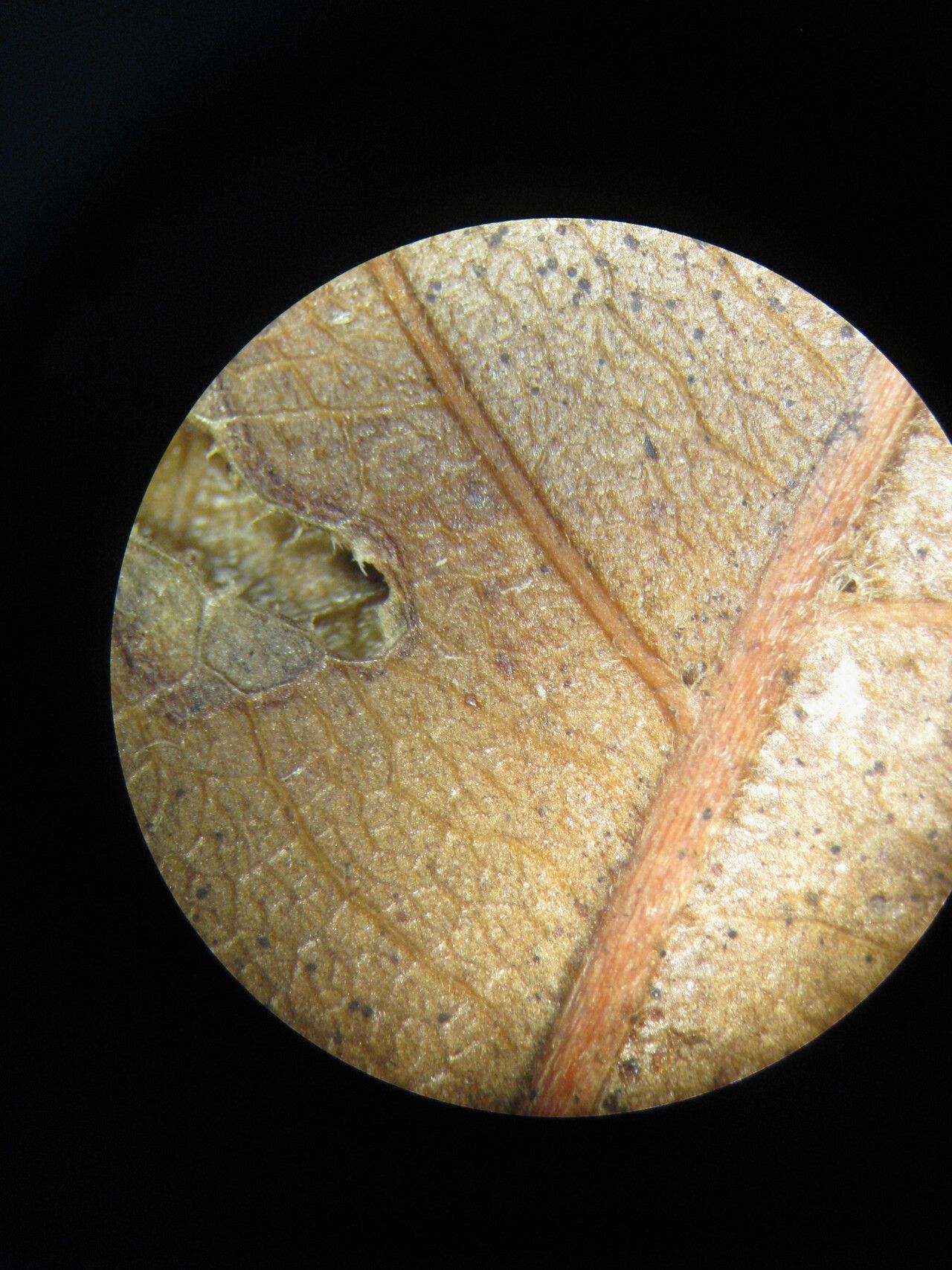 Cupania scrobiculata other