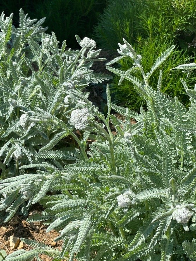 Santolina neapolitana flower