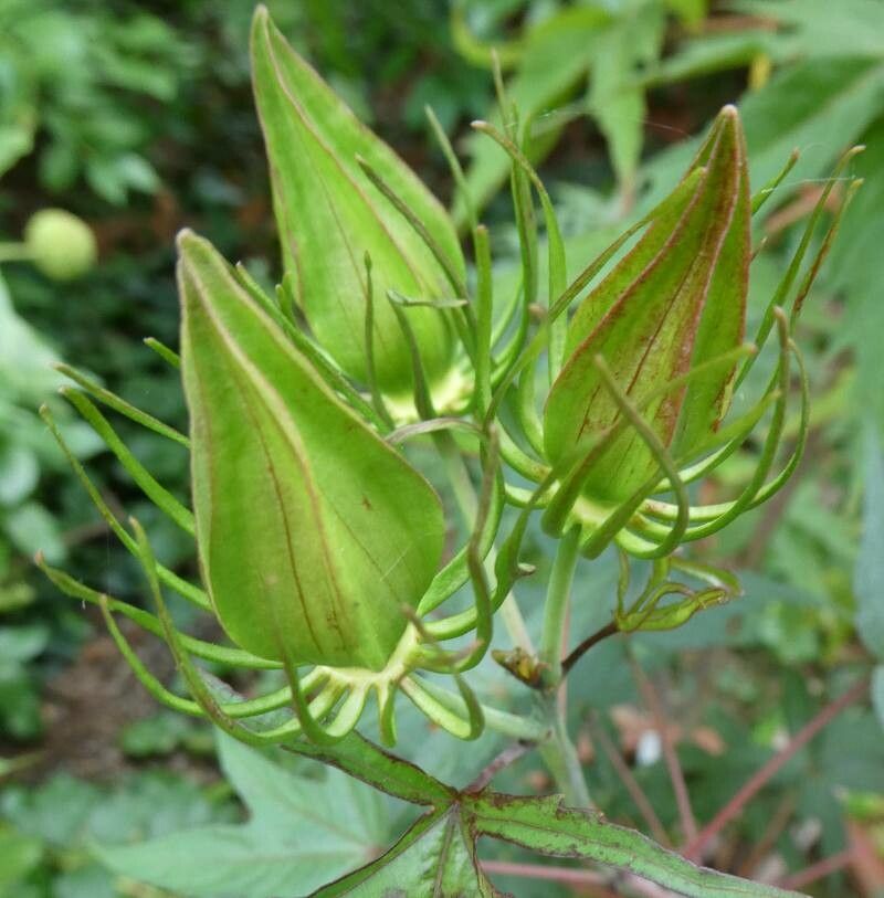 Hibiscus coccineus fruit