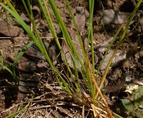 Agrostis hyemalis habit