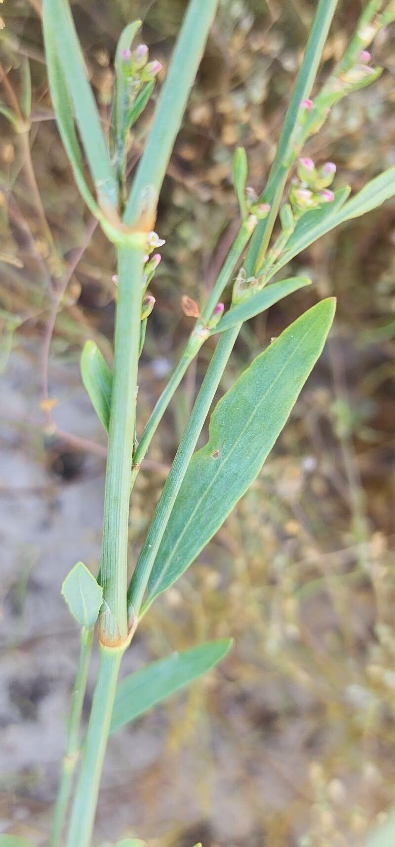 Polygonum bellardii — search result for 'Polygonaceae'