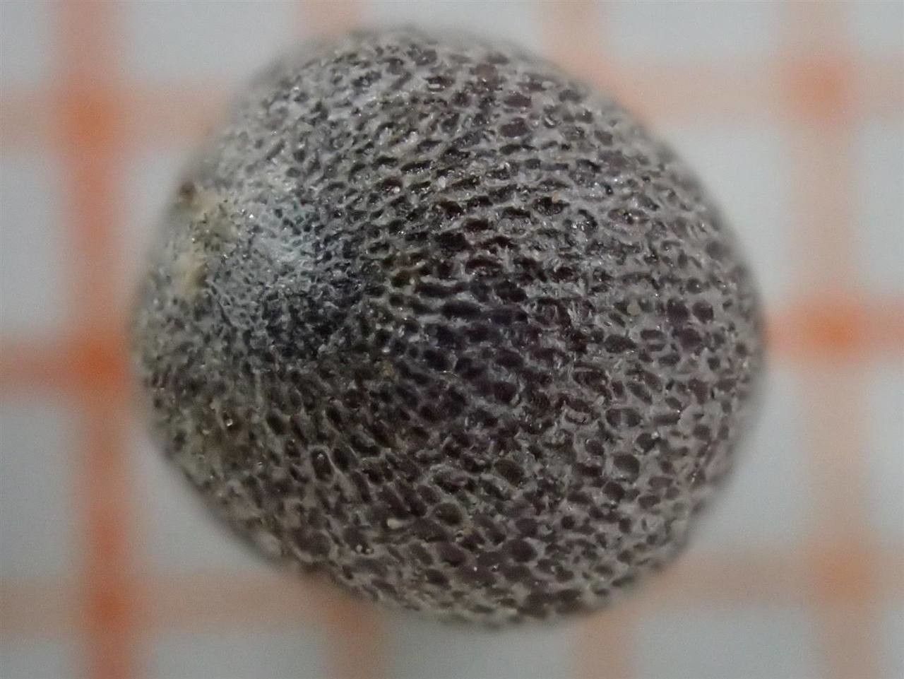 Brassica nigra fruit