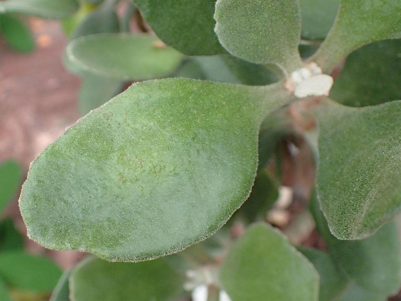 Kalanchoe dinklagei leaf