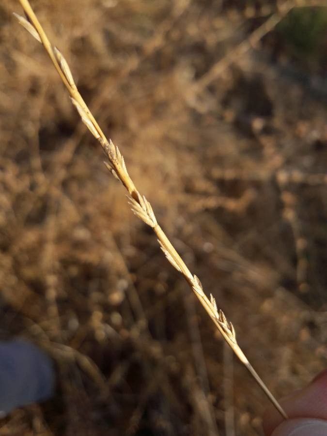 Lolium rigidum fruit