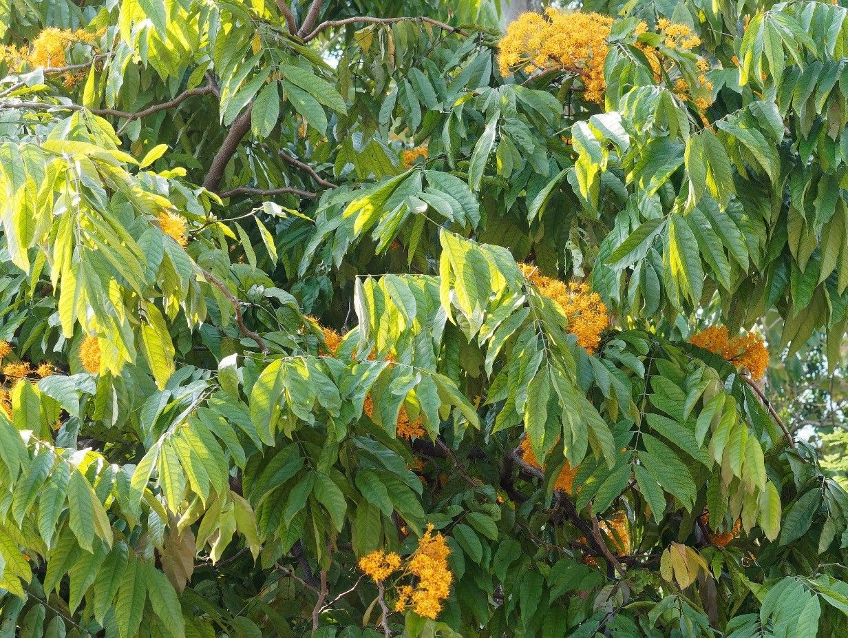Saraca thaipingensis other