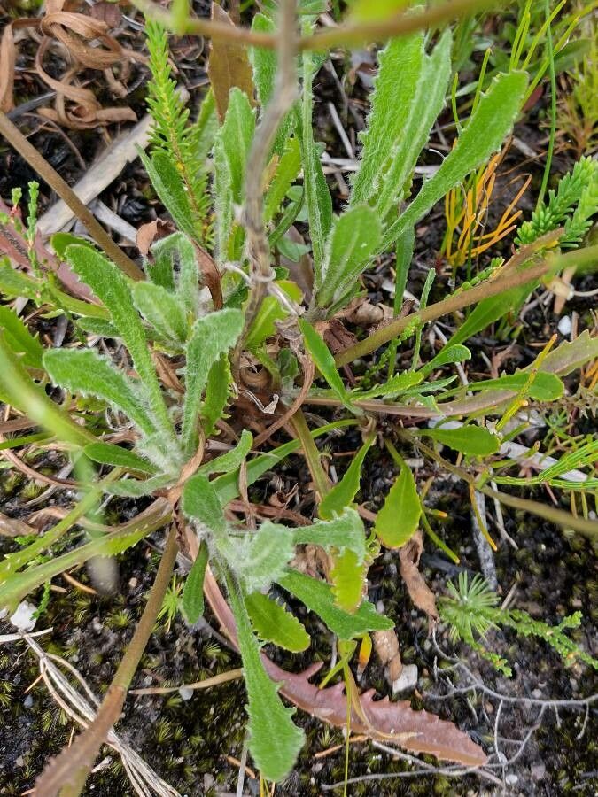 Goodenia glomerata — search result for 'Goodeniaceae'