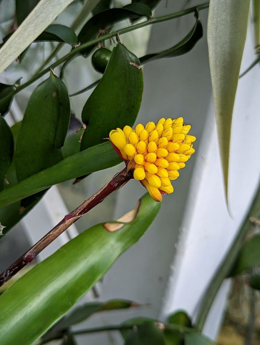Aechmea calyculata flower