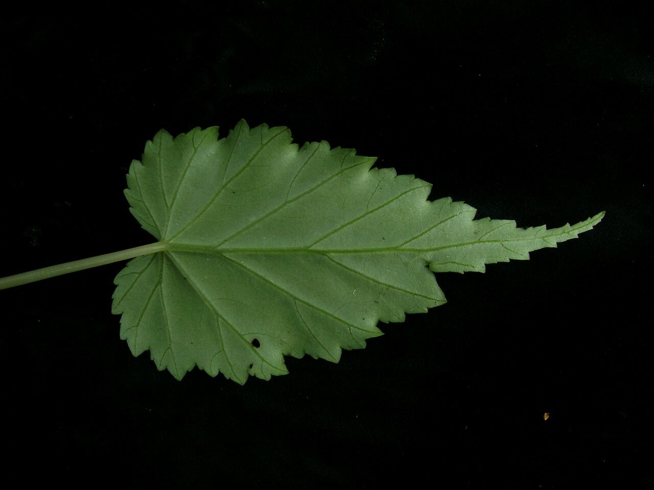 Begonia dioica — houseplant care guide