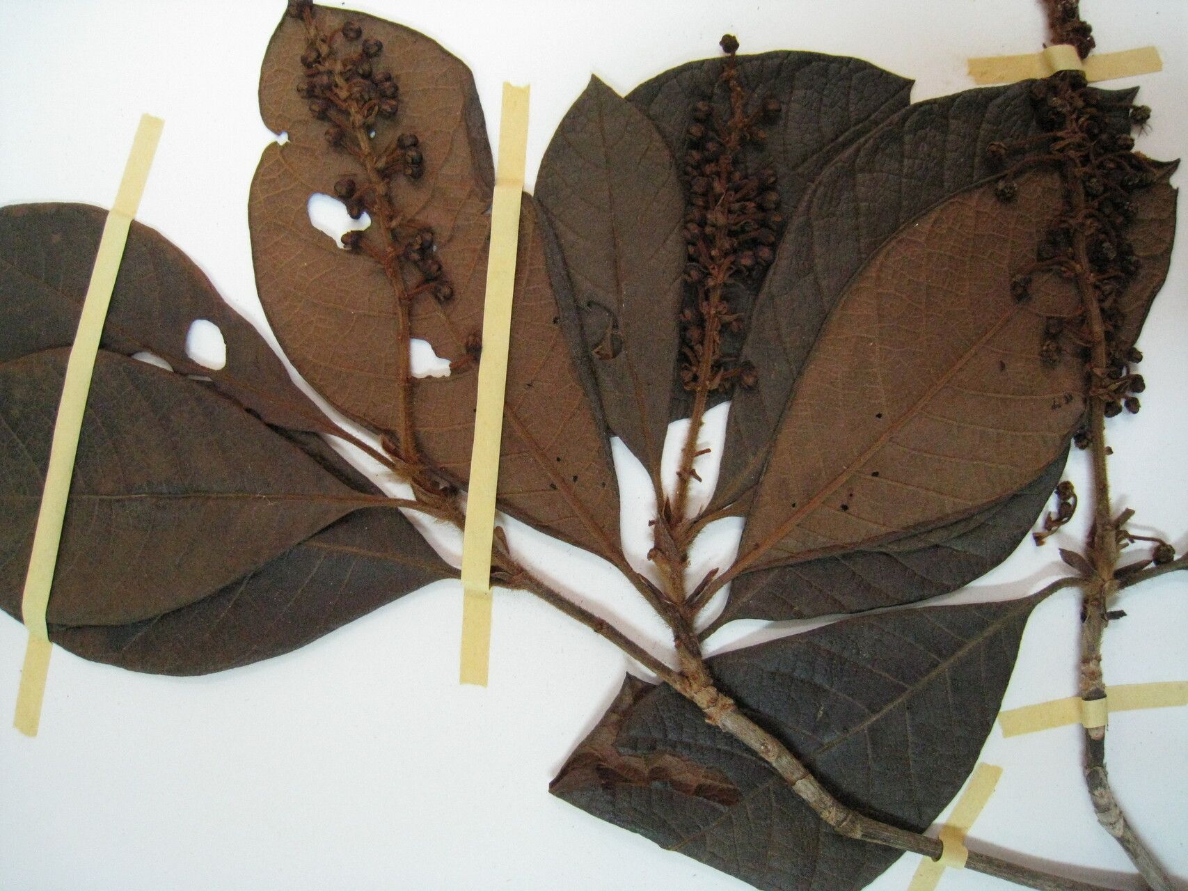 Byrsonima stipulacea — houseplant care guide