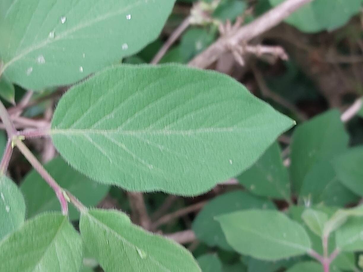 Lonicera nummulariifolia leaf