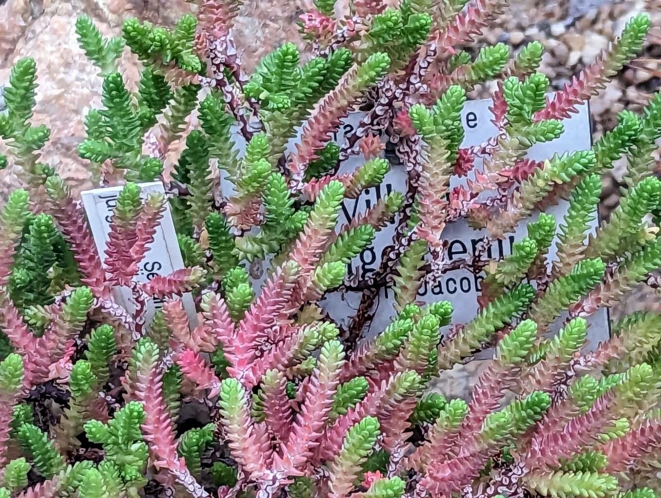 Sedum jurgensenii leaf