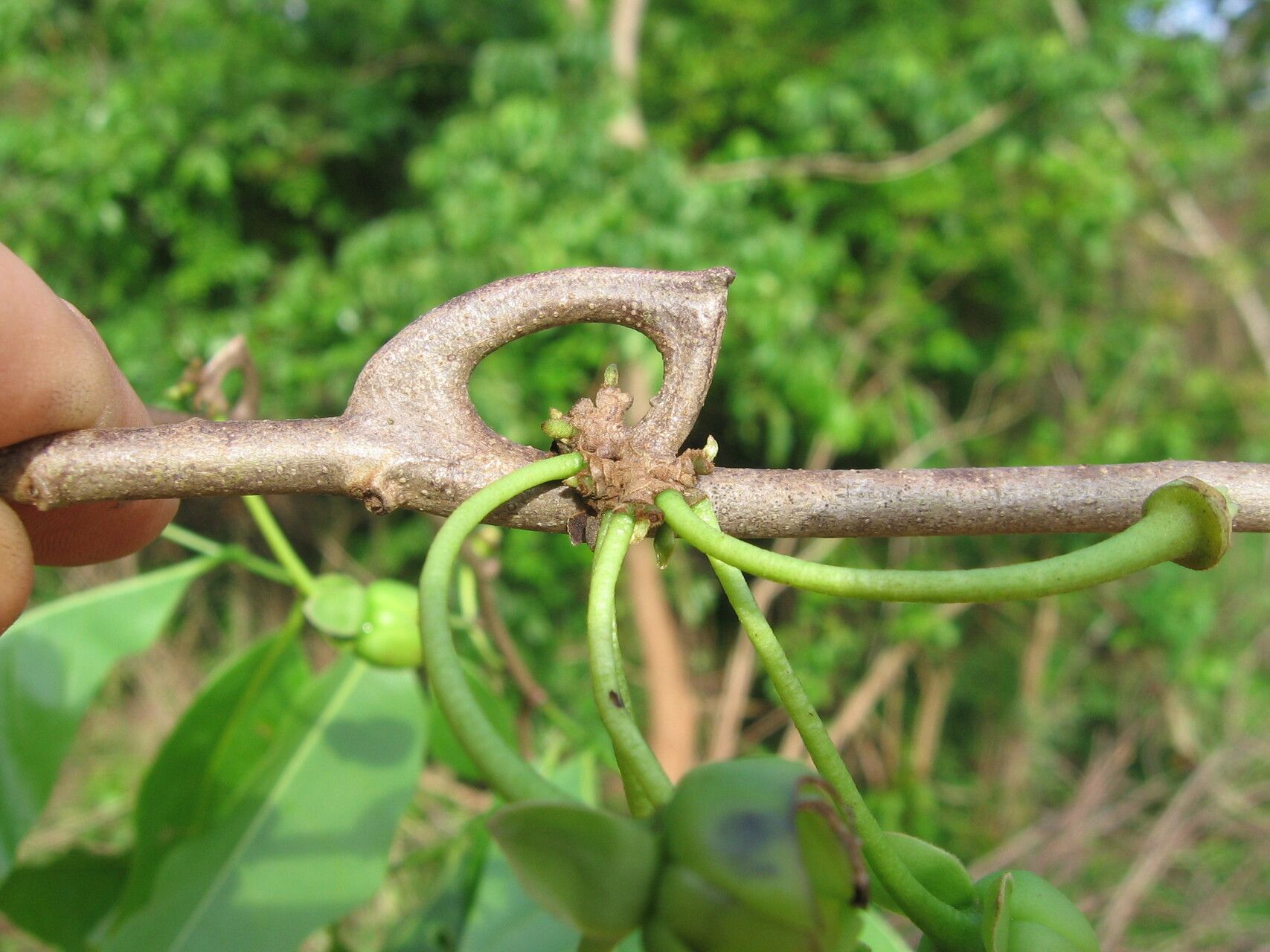 Artabotrys brachypetalus bark