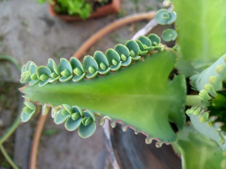 Kalanchoe spp. — search result for 'Kalanchoe'