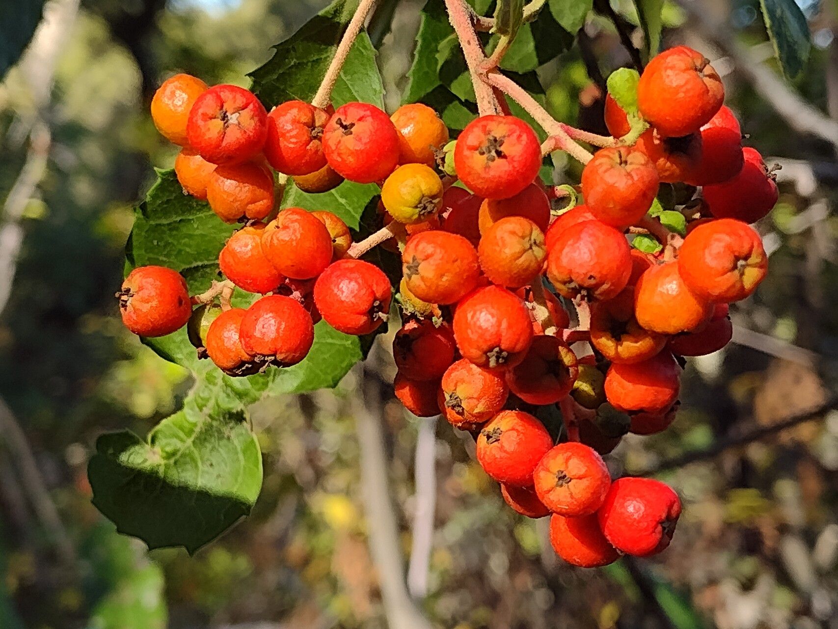 Sorbus scopulina fruit