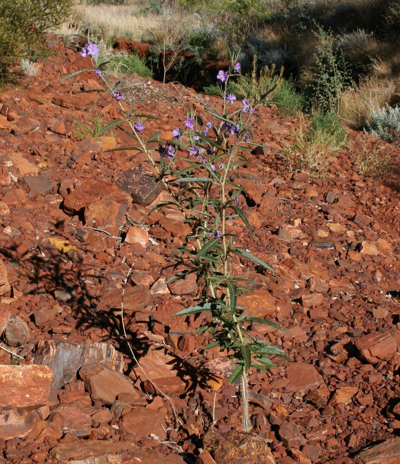 Solanum kentrocaule habit