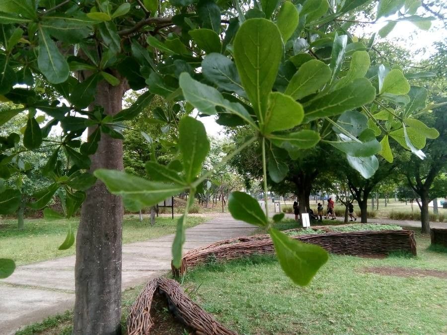 Terminalia mantaly — search result for 'Terminalia'