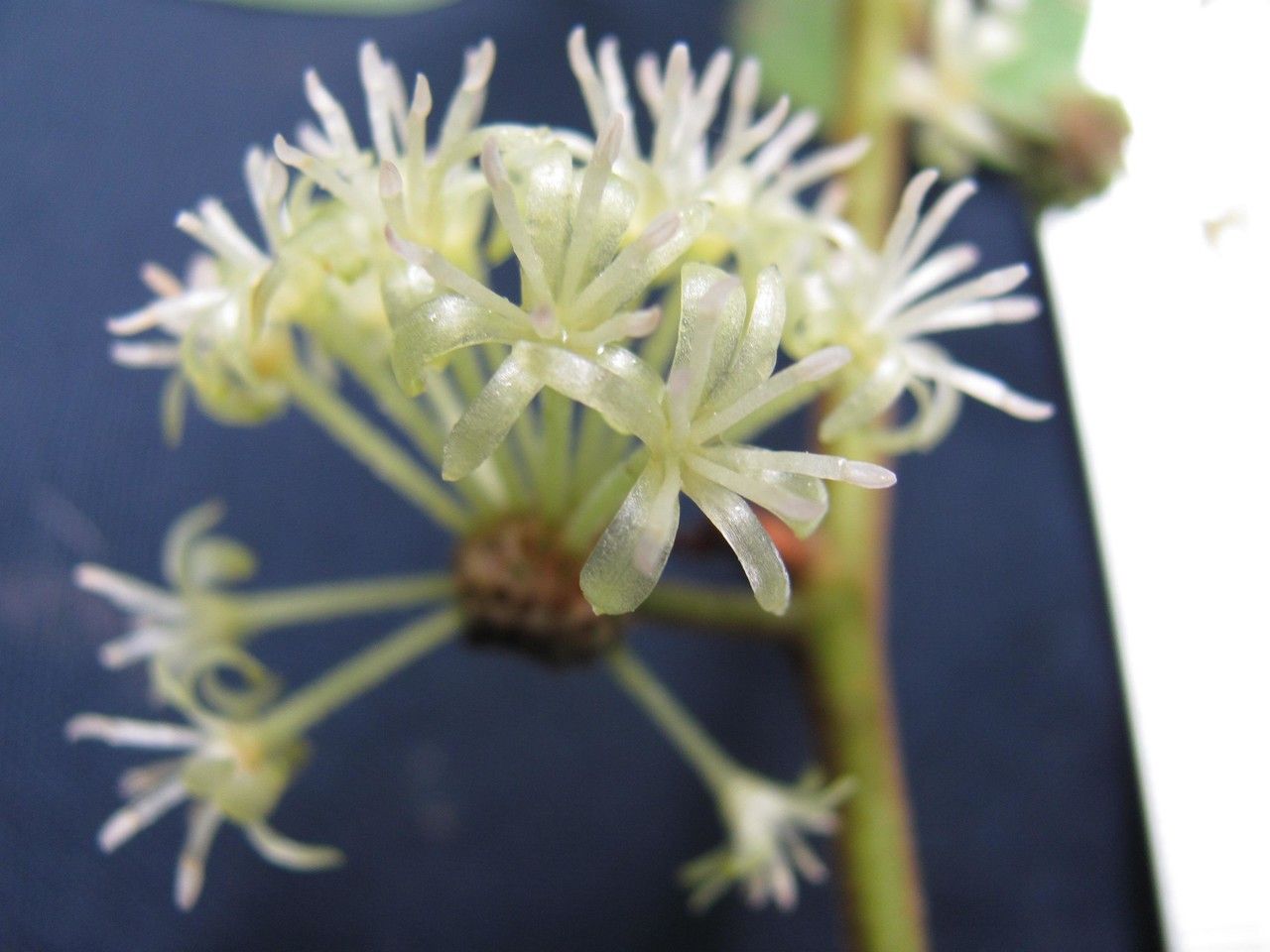 Smilax mollis flower