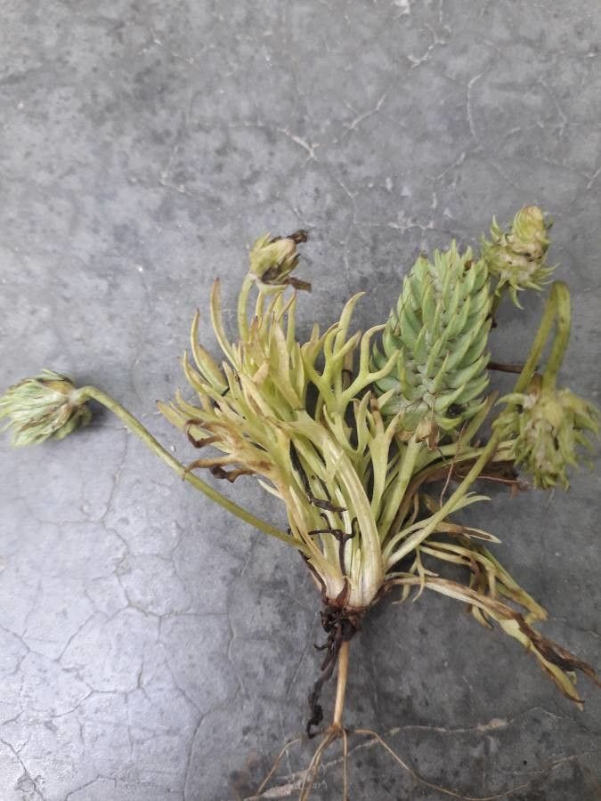 Ceratocephala falcata leaf