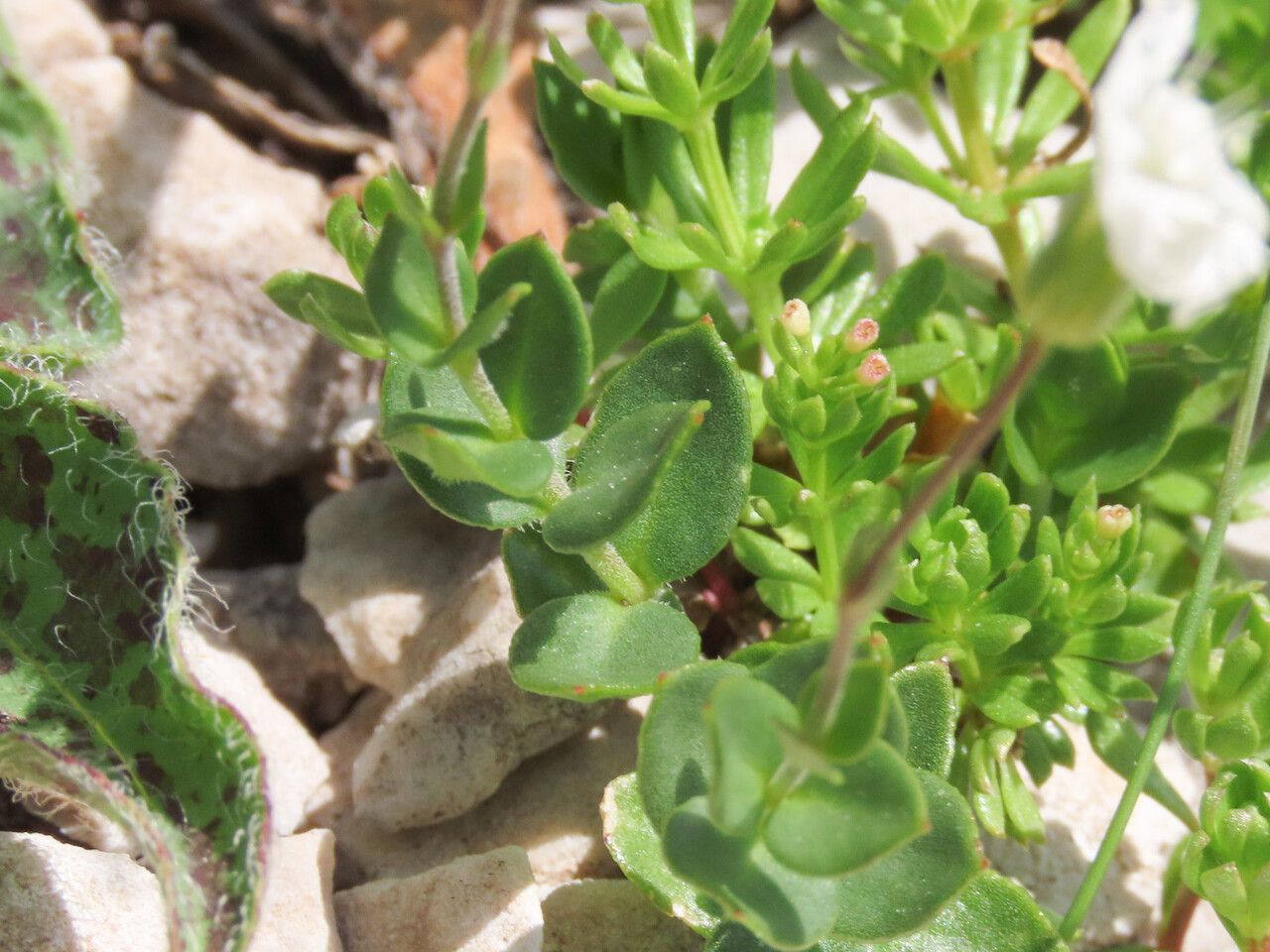 Arenaria bertolonii — houseplant care guide