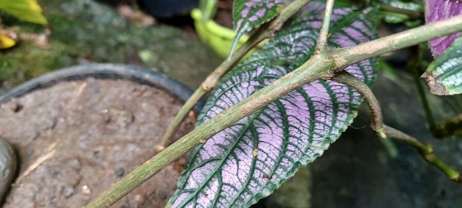 Strobilanthes auriculatus bark