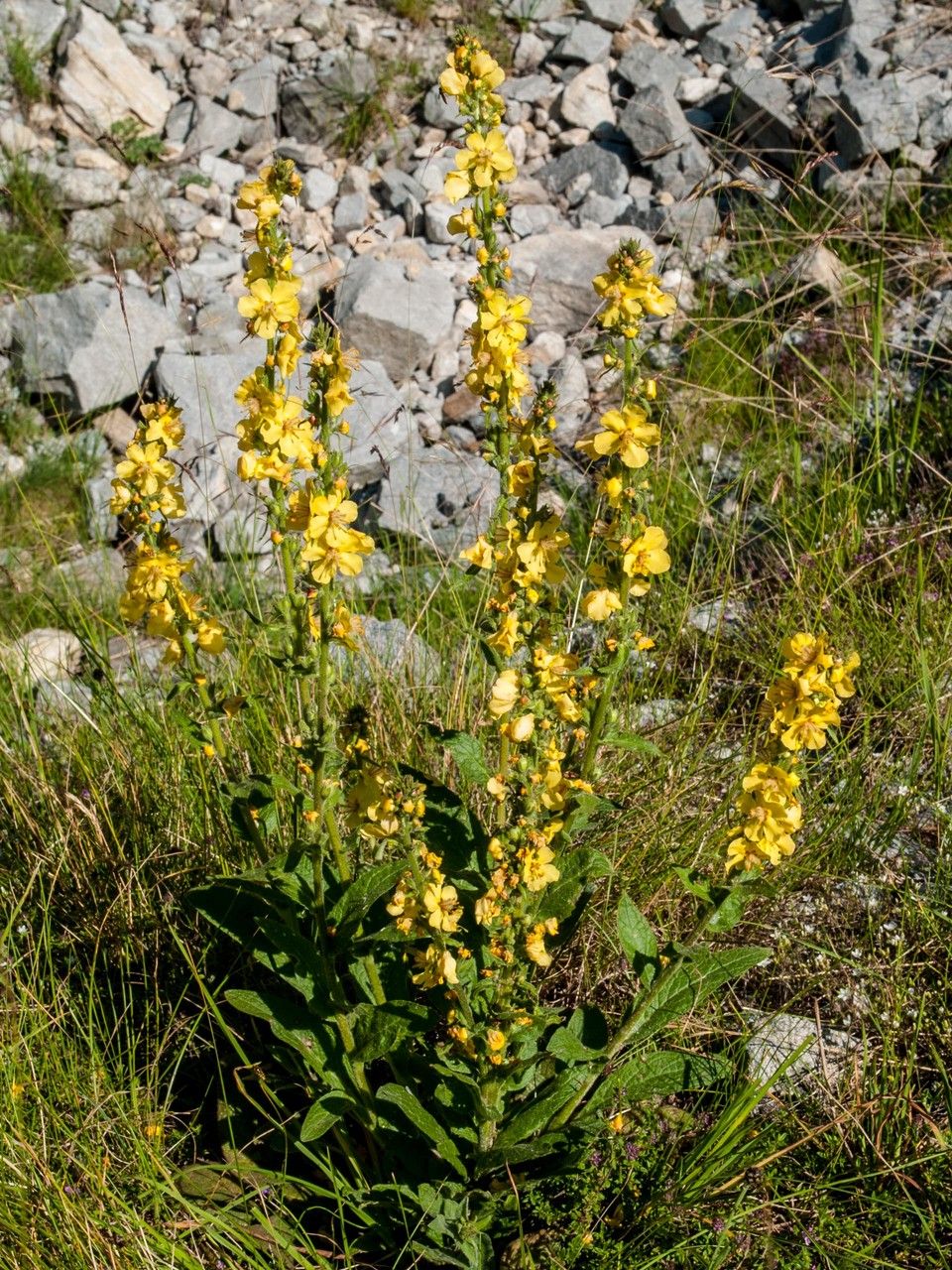 Verbascum davidoffii — search result for 'Verbascum'