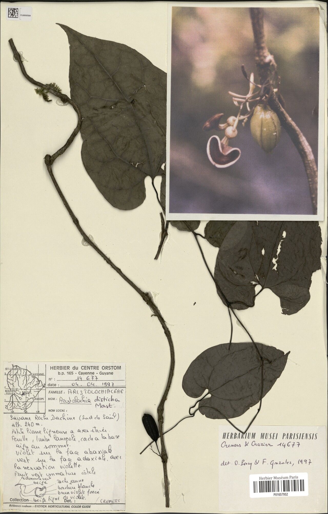 Aristolochia disticha — search result for 'Aristolochia'