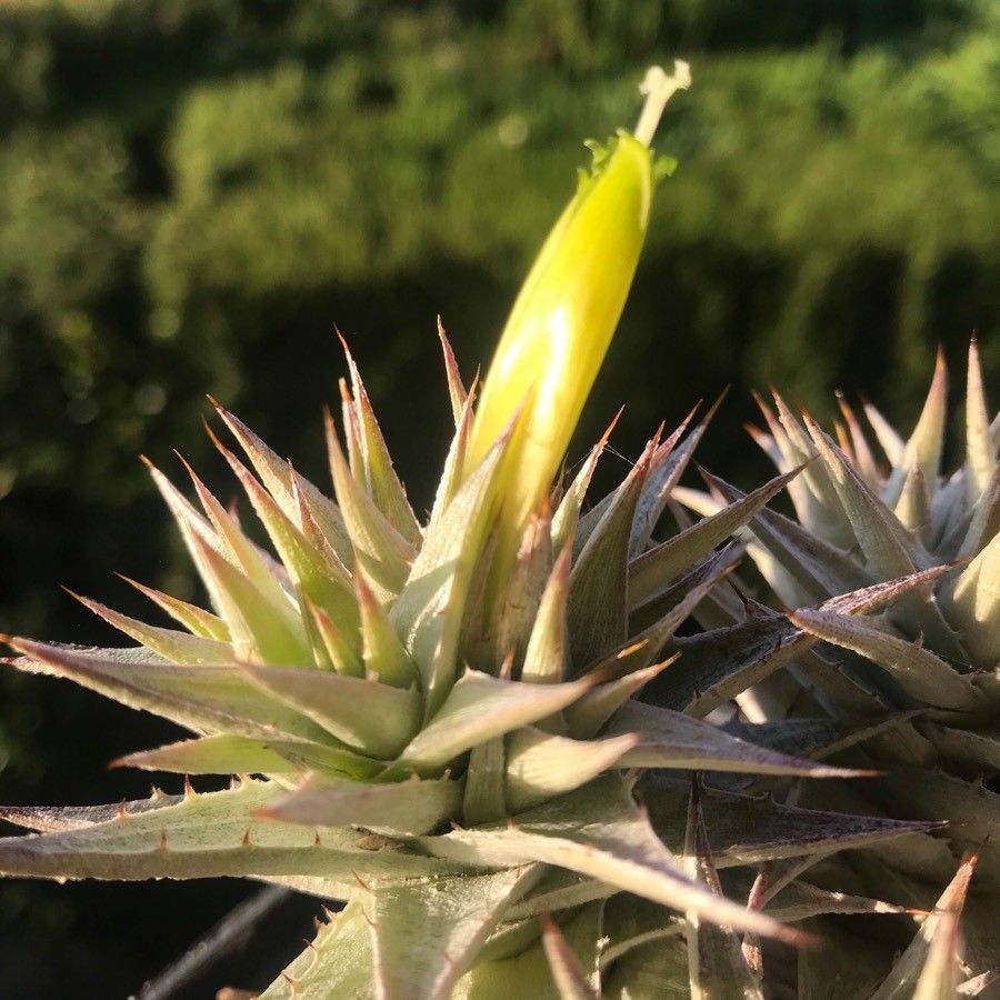 Deuterocohnia brevifolia flower